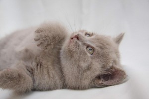 Лиловый британский котенок. Котенок британец лилового окраса          